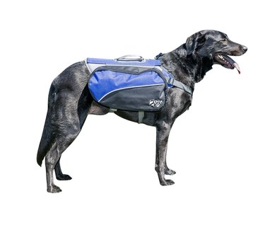 Top 8 Harnesses for Large Dogs: Comfort, Control, and Safety