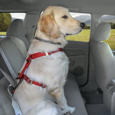 Top 8 Harnesses for Large Dogs: Comfort, Control, and Safety