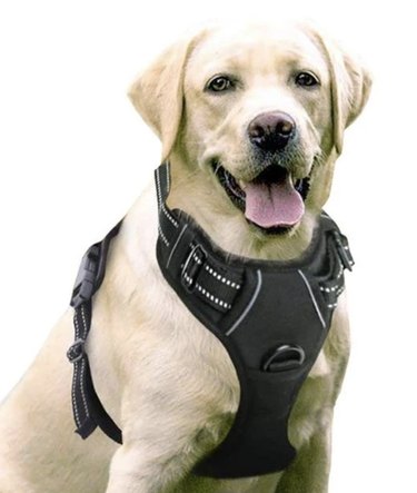 Top 8 Harnesses for Large Dogs: Comfort, Control, and Safety