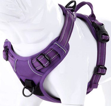 Top 8 Small‑Dog Harnesses for Comfort & Control