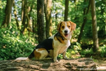 Can You Bring Your Dog Into National Forests? Rules & Tips