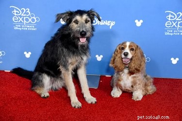 Can You Bring Your Dog to Disney World? – Comprehensive Guide to Pet Policies