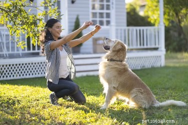 Can Your Dog Learn Multiple Languages? Insights & Tips