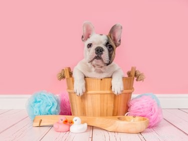 The Expert-Approved Guide to Easy, Stress-Free Dog Bathing