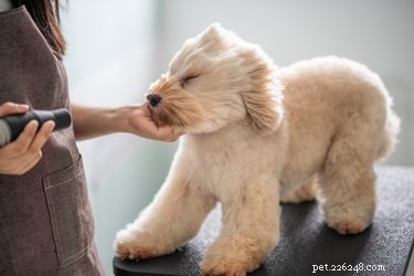 The Expert-Approved Guide to Easy, Stress-Free Dog Bathing