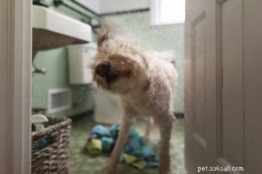 The Expert-Approved Guide to Easy, Stress-Free Dog Bathing