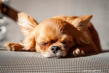 How the End of Daylight Saving Time Impacts Your Pets