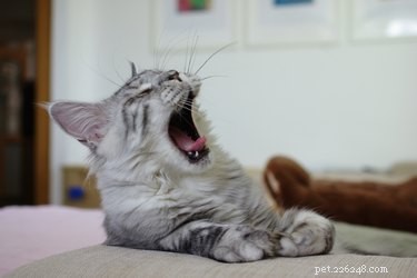 How the End of Daylight Saving Time Impacts Your Pets