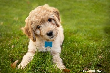 How to Responsibly Handle a Stray Dog You Encounter