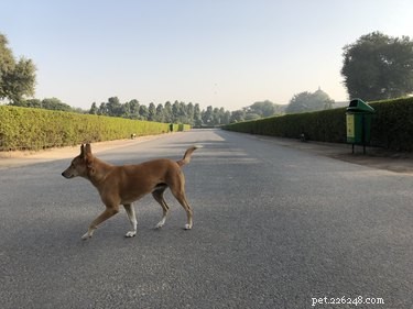 How to Responsibly Handle a Stray Dog You Encounter