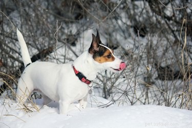 Introducing Your Dog to Snow: Safe & Simple Steps