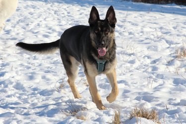 Introducing Your Dog to Snow: Safe & Simple Steps