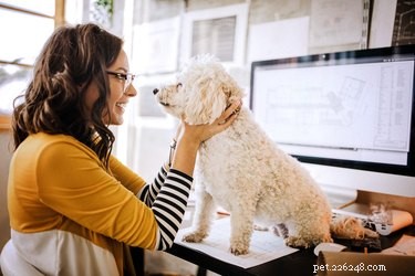 6 Essential Rules for Bringing Your Dog to the Workplace