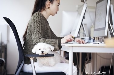 6 Essential Rules for Bringing Your Dog to the Workplace