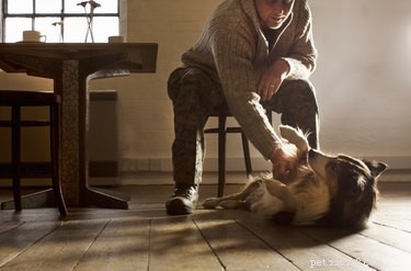 The Healing Power of Petting Your Dog: How It Relieves Stress and Boosts Well-Being