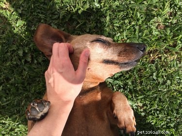 The Healing Power of Petting Your Dog: How It Relieves Stress and Boosts Well-Being