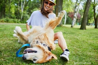 The Healing Power of Petting Your Dog: How It Relieves Stress and Boosts Well-Being