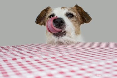 Free Dog Treats: Your Ultimate Guide to Pet-Friendly Stores & Restaurants