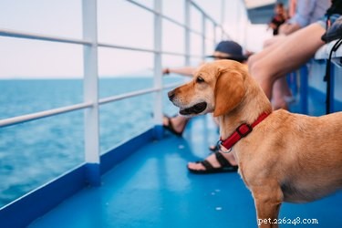 Can You Bring Your Dog on a Cruise? Find Out Which Lines Are Pet‑Friendly