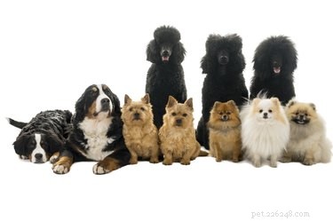 From Wolves to Households: Tracing the Domestication of Dogs