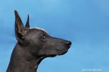 From Wolves to Households: Tracing the Domestication of Dogs