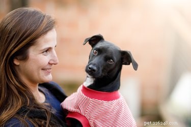 From Wolves to Households: Tracing the Domestication of Dogs