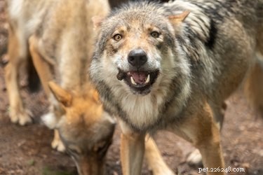 From Wolves to Households: Tracing the Domestication of Dogs