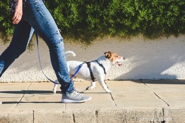 How to Find a Reliable Dog Walker: Tips for Peace of Mind