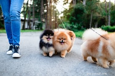 How to Find a Reliable Dog Walker: Tips for Peace of Mind