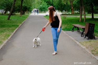 Retractable Leashes: Assessing Their Safety for Your Dog