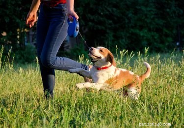 Retractable Leashes: Assessing Their Safety for Your Dog