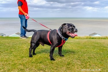 Retractable Leashes: Assessing Their Safety for Your Dog