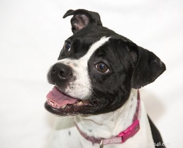 Do Dogs Really Understand Human Language? What Science Says