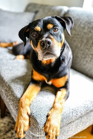 Do Dogs Really Understand Human Language? What Science Says