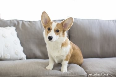 Is a Puppy Cam Worth It? How Live Cameras Keep Your Dog Happy and Safe