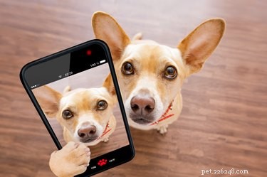 Is a Puppy Cam Worth It? How Live Cameras Keep Your Dog Happy and Safe
