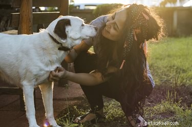 Can Dogs Interpret Human Smiles? Insights from Science