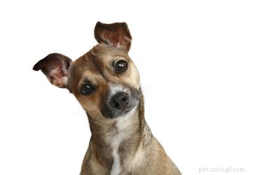 Can Dogs Interpret Human Smiles? Insights from Science