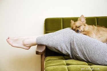 How Dogs Detect Illness: The Science Behind Their Incredible Senses