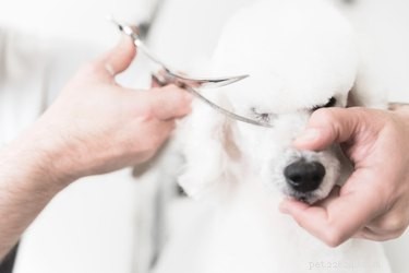 Is a Summer Trim Right for Your Dog? Expert Advice