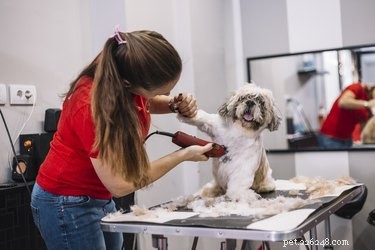 Is a Summer Trim Right for Your Dog? Expert Advice