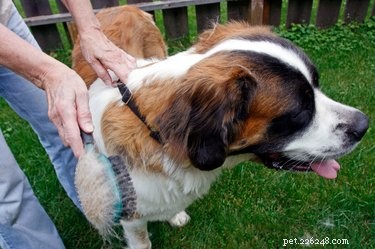 Is a Summer Trim Right for Your Dog? Expert Advice