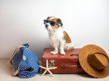 How to Find Dog-Friendly Hotels: Expert Tips for Traveling with Your Pet