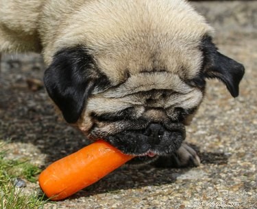 Refreshing Homemade Dog Treats to Beat the Heat