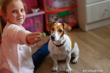 Refreshing Homemade Dog Treats to Beat the Heat