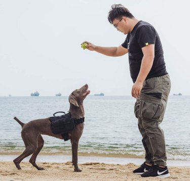 Essential Guide to Safe and Enjoyable Dog Hiking