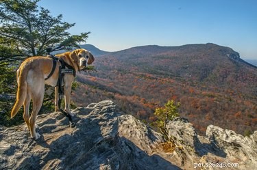 Essential Guide to Safe and Enjoyable Dog Hiking