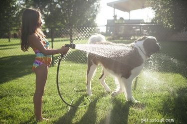 Essential Summer Grooming Guide for Dogs: Keep Your Pup Cool & Healthy