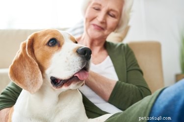Guide to Certifying Your Dog as an Emotional Support Animal