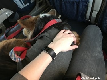 Guide to Certifying Your Dog as an Emotional Support Animal
